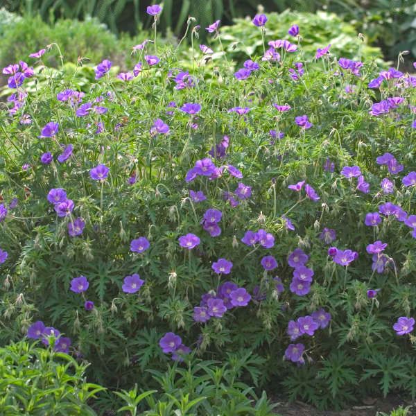 Orion Hardy Geranium Cranesbill (Geranium 'Orion')