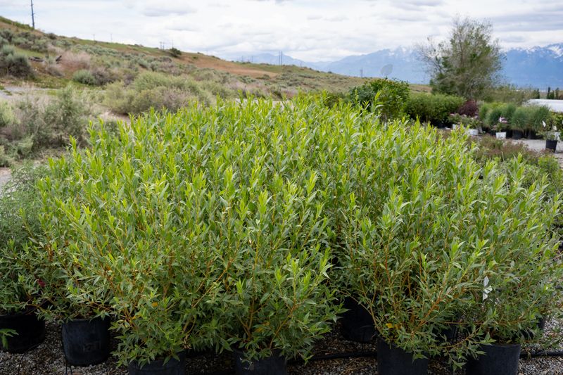 Flame Willow (Salix x 'Flame')