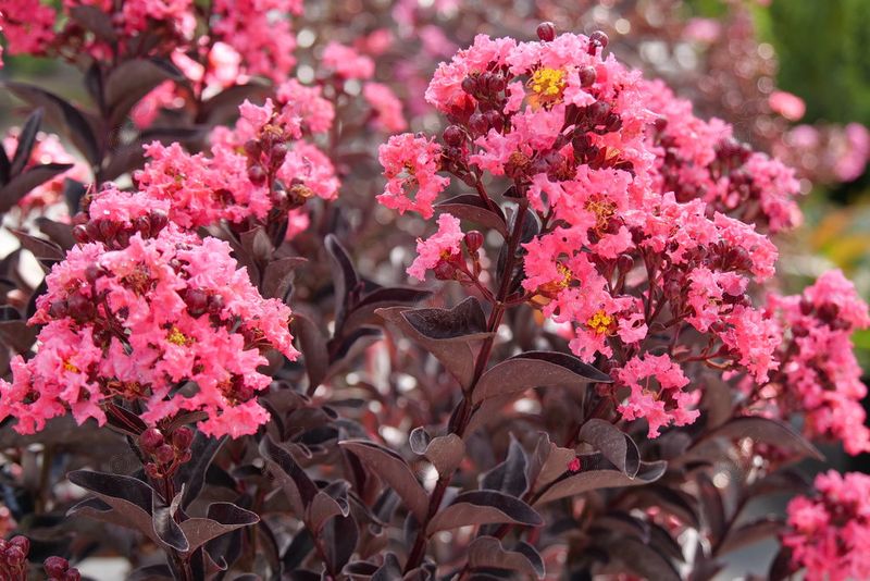 SMNLIG Crepe Myrtle (Lagerstroemia indica 'SMNLIG' PP33291 Center Stage® Pink)
