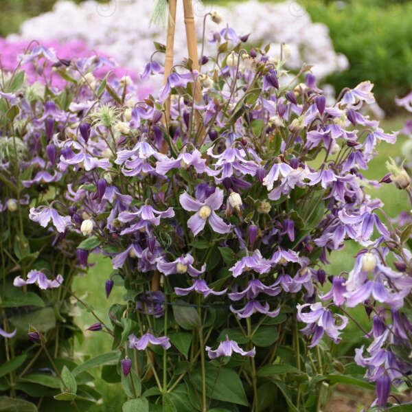 Stand By Me Lavender Pink-Purple Bush Clematis (Clematis 'Stand by Me Lavender' PP34275)