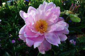Sea Shell Single Light Pink Peony (Paeonia 'Sea Shell')