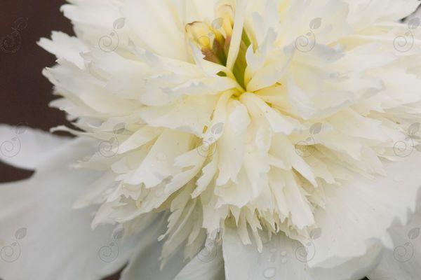 Immaculee Semi-Double White Peony (Paeonia 'Immaculee')