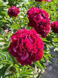 Highlight Burgundy Peony (Paeonia 'Highlight')