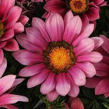 New Day® Pink Shades African Daisy Treasure Flower (Gazania rigens 'New Day® Pink Shades')