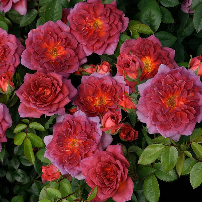 WEKboulette Orange-Smokey Purple Miniature Roses (Rosa 'WEKboulette' Midnight Fire™ PPAF)