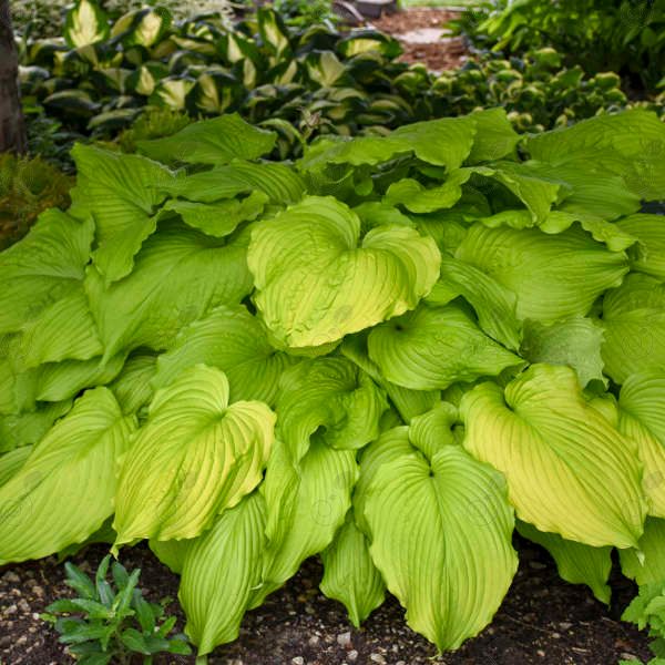 Dancing Queen Hosta Plantain Lily (Hosta 'Dancing Queen')