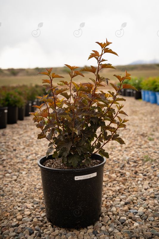 Hoogi018 Little Angel Dwarf Ninebark (Physocarpus opulifolius 'Hoogi018' Little Angel® PP28059)