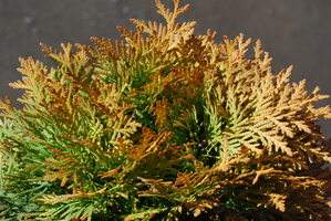 Amber Glow Arborvitae (Thuja occidentalis 'Amber Glow')