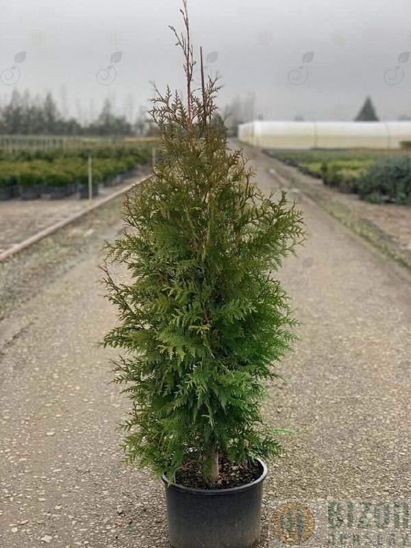 Steeplechase Arborvitae Western Red Cedar (Thuja standishii x plicata 'Steeplechase' PP16094)