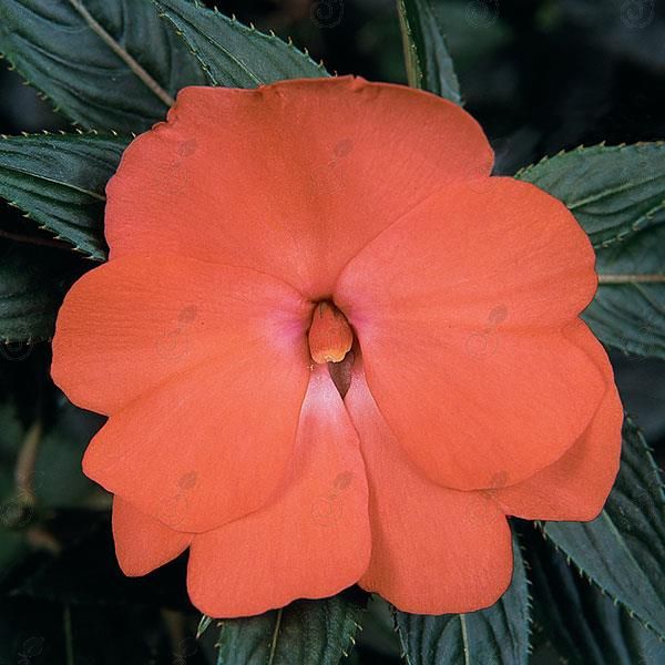 Celebration Tropical Peach New Guinea Impatiens (Impatiens hawkeri 'Celebration Tropical Peach')