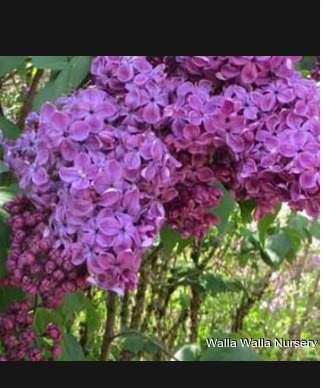 Hallelujah Late Flowering Magenta Lilac (Syringa vulgaris 'Hallelujah')