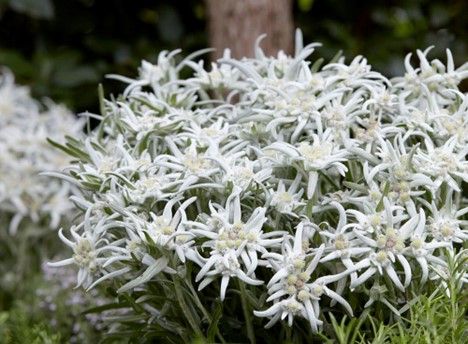 Blossom Of Snow Edelweiss (Leontopodium alpinum 'Blossom of Snow')