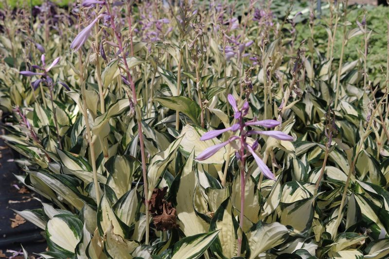 Loyalist Hosta Plantain Lily (Hosta 'Loyalist')