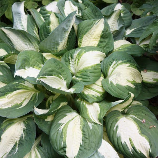 Vulcan Hosta Plantain Lily (Hosta 'Vulcan')
