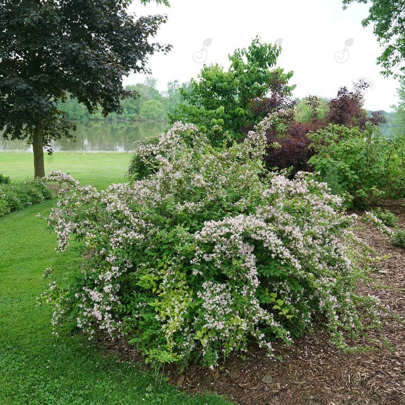 SMNKADTF Beauty Bush (Kolkwitzia amabilis 'SMNKADTF' PP34295 Jolene Jolene®)