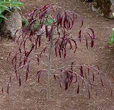 Ansorgei Dwarf Copper Beech (Fagus sylvatica 'Ansorgei')