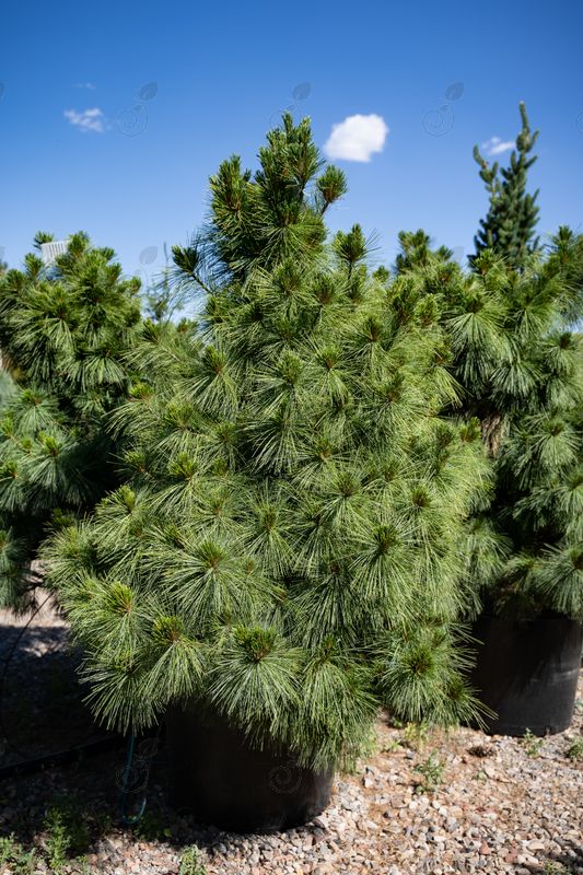 Weithorst Dwarf Schwerin's Pine (Pinus schwerinii 'Weithorst')