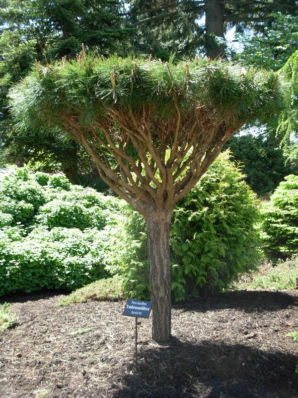 Tanyosho Pine (Pinus densiflora umbraculifera)