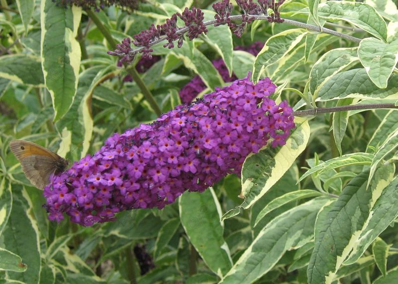 Harlequin Variegated Butterfly Bush (Buddleia 'Harlequin')