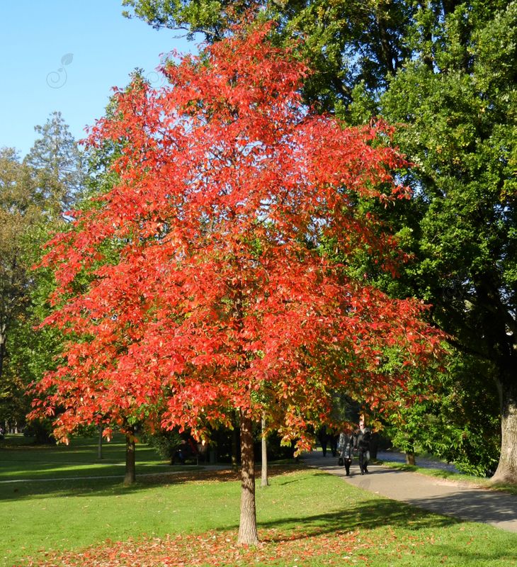 Black Sour Gum Tupelo Tree (Nyssa sylvatica)
