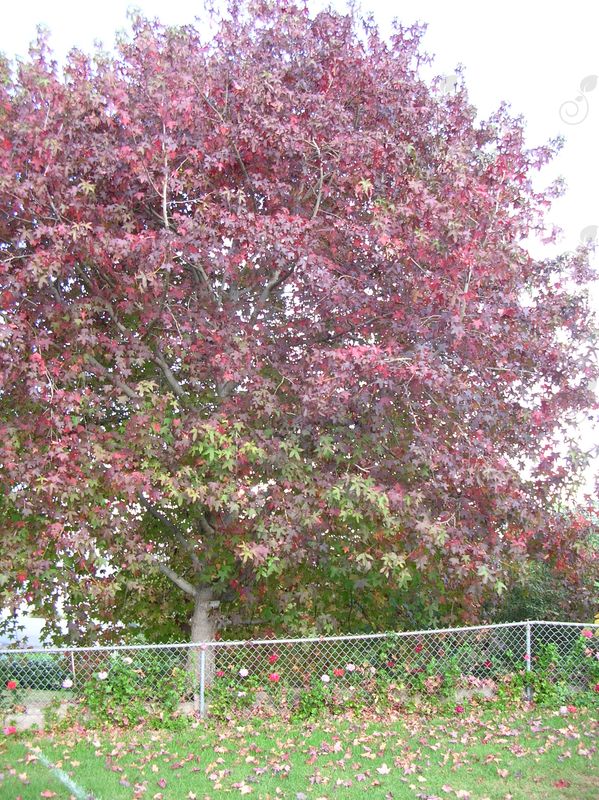Moraine Sweetgum (Liquidambar styraciflua 'Moraine')