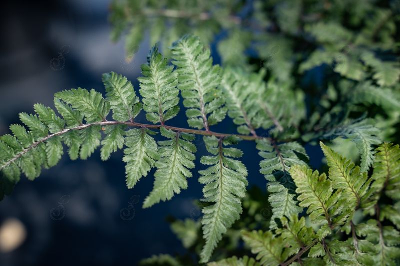 Burgundy Lace Japanese Painted Fern (Athyrium nipponicum 'Burgundy Lace')