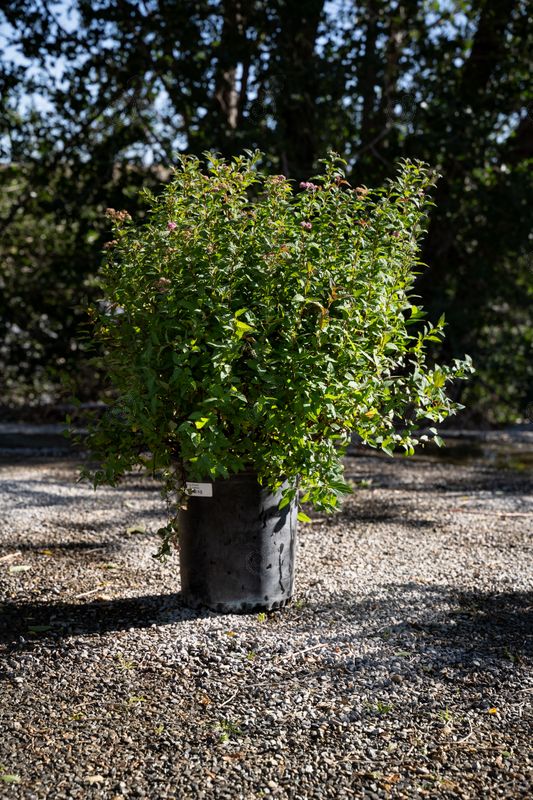 Shirobana Spirea (Spiraea japonica 'Shirobana')