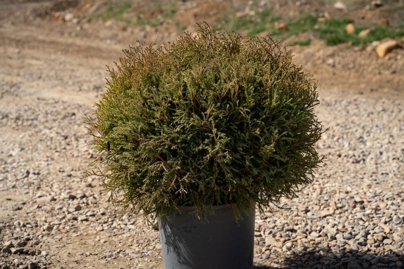 Bobozam Dwarf Arborvitae (Thuja occidentalis 'Bobozam' Mr. Bowling Ball®)
