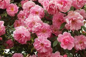 John Davis Fragrant Pink Climbing Roses (Rosa 'John Davis')