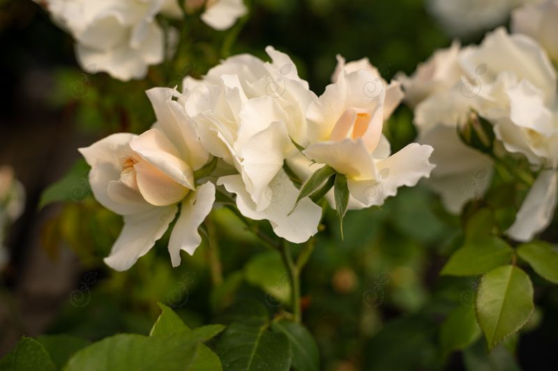 BAIcham White Rose (Rosa Easy Elegance® 'BAIcham' Champagne Wishes®)