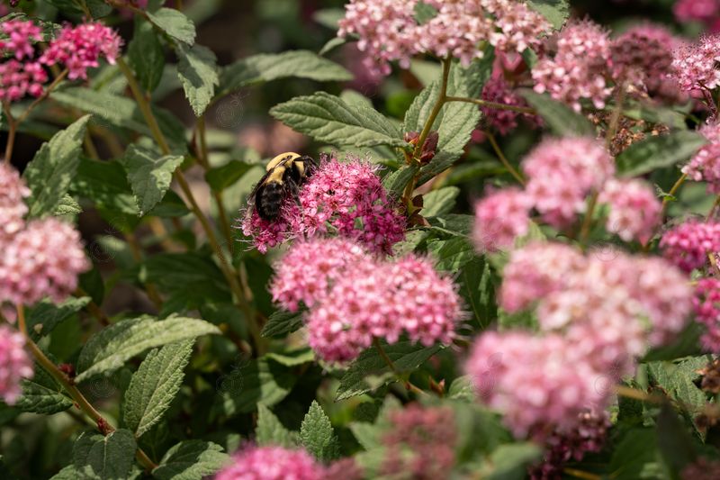 Walplum Spiraea (Spiraea japonica 'Walplum' PP29405 WALBERTON'S® Plumtastic)
