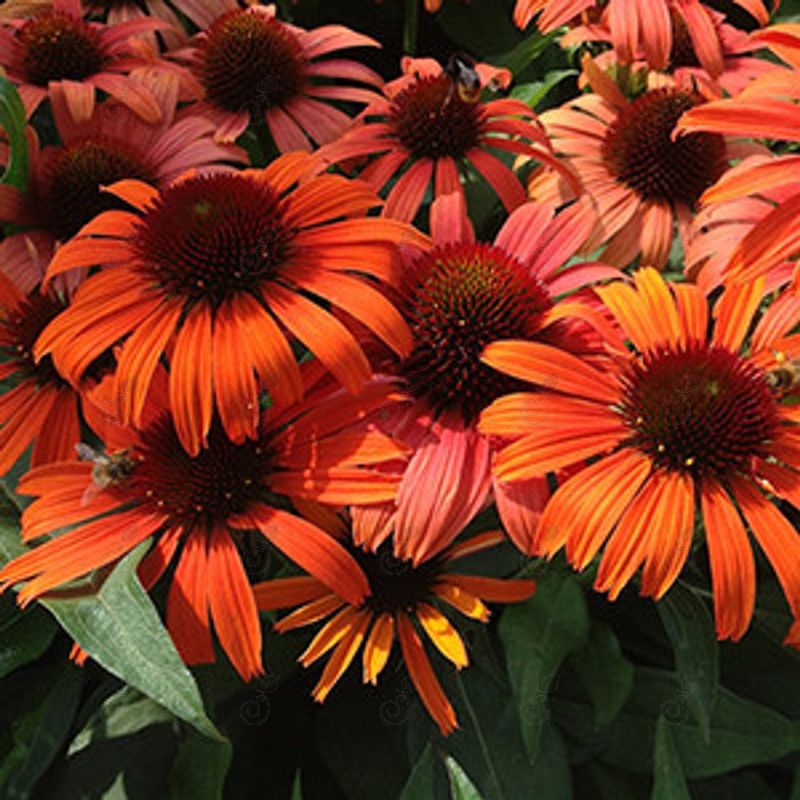 Orange Skipper Orange Coneflower (Echinacea BUTTERFLY™ 'Orange Skipper')