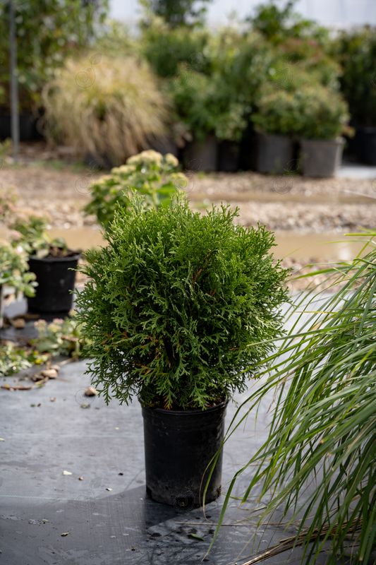 Tom Thumb Arborvitae (Thuja occidentalis 'Tom Thumb')