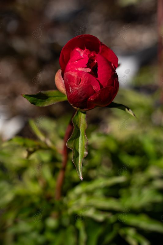 Command Performance Red Hybrid Peony (Paeonia 'Command Performance')