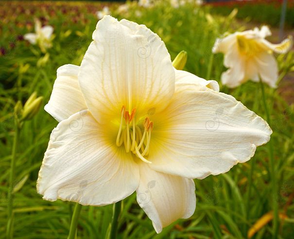 Serene Madonna Daylily (Hemerocallis 'Serene Madonna')