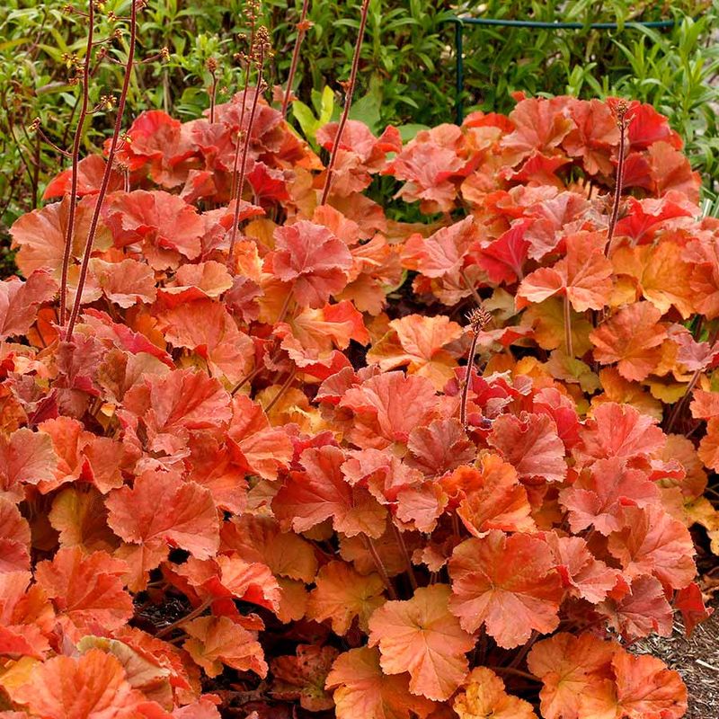 TNHEUNEA Orange Coral Bells (Heuchera NORTHERN EXPOSURE™ 'TNHEUNEA' PP29397 Amber)