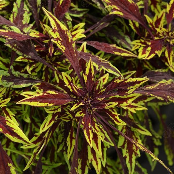 Chipotle Coleus (Coleus FlameThrower™ 'Chipotle'  PP27288)