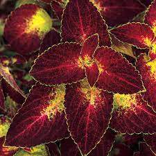 Dipt In Wine Coleus (Coleus ColorBlaze® 'Dipt in Wine')