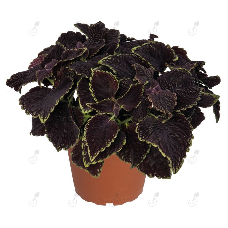 Main Street Abbey Road Coleus (Coleus 'Main Street Abbey Road')
