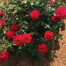 VLR13003 Fragrant Red Shrub Rose (Rosa x 'VLR13003' Cinnamon Hearts™)