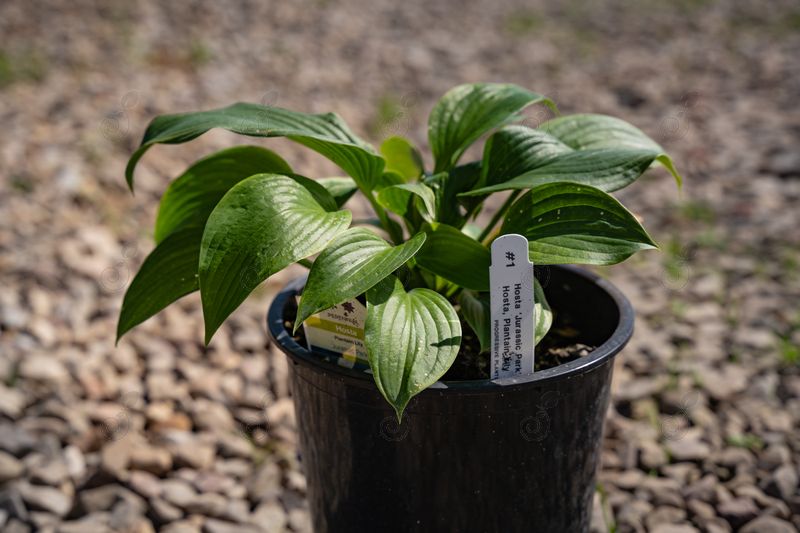 Jurassic Park Hosta Plantain Lily (Hosta 'Jurassic Park')