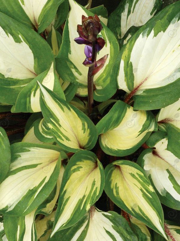 Raspberry Sundae Hosta Plantain Lily (Hosta 'Raspberry Sundae')