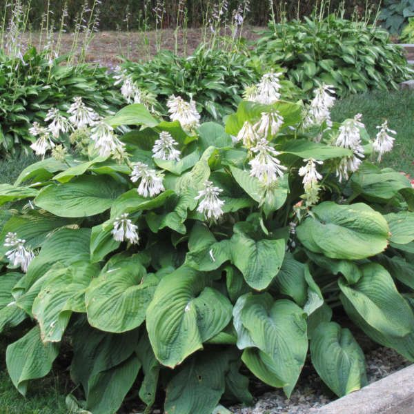 T-Rex Hosta Plantain Lily (Hosta 'T-Rex')
