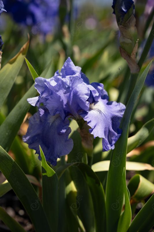 Breakers Purple Bearded Iris Rebloomer (Iris germanica 'Breakers')