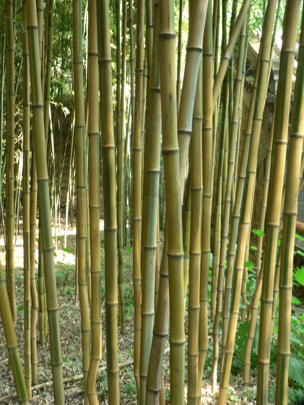 Spectabilis Showy Yellow Grove Bamboo (Phyllostachys aurea 'Spectabilis')