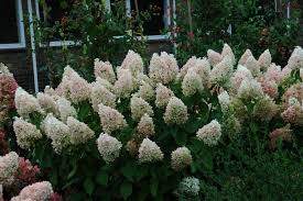 Sweet Summer Panicle Hydrangea (Hydrangea paniculata 'Sweet Summer' Tree Form)