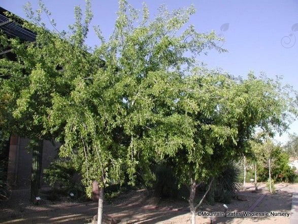Netleaf Hackberry (Celtis reticulata)