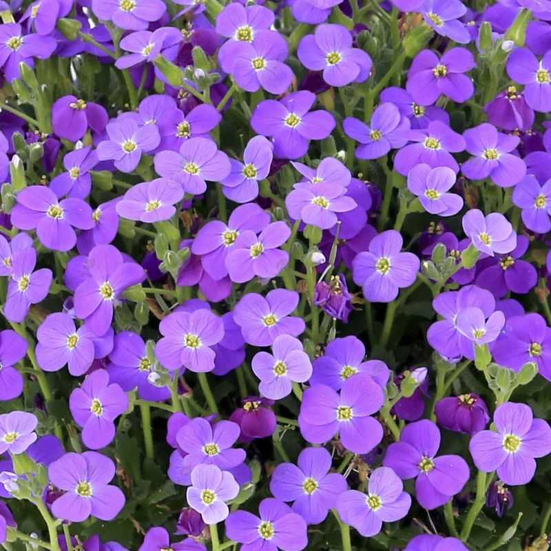 Rockcress (Aubrieta Audrey™ Blue Shades)