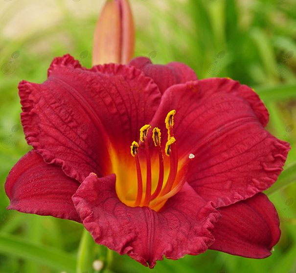 Cranberry Baby Daylily (Hemerocallis 'Cranberry Baby')