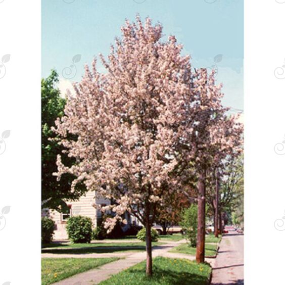 Malusquest Pink Flowering Crabapple (Malus 'Malusquest' Pink Sparkles®)